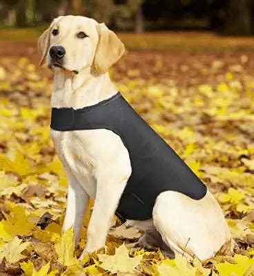 life of labs labrador clothes